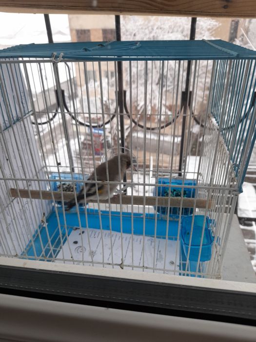 Norchi sayrovda 5 oy boqilgan qush