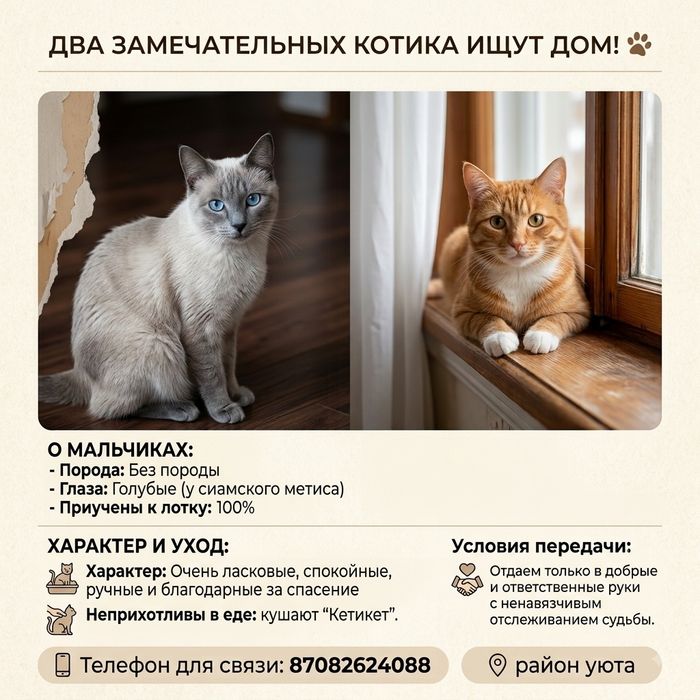 Ищем дом для котиков!