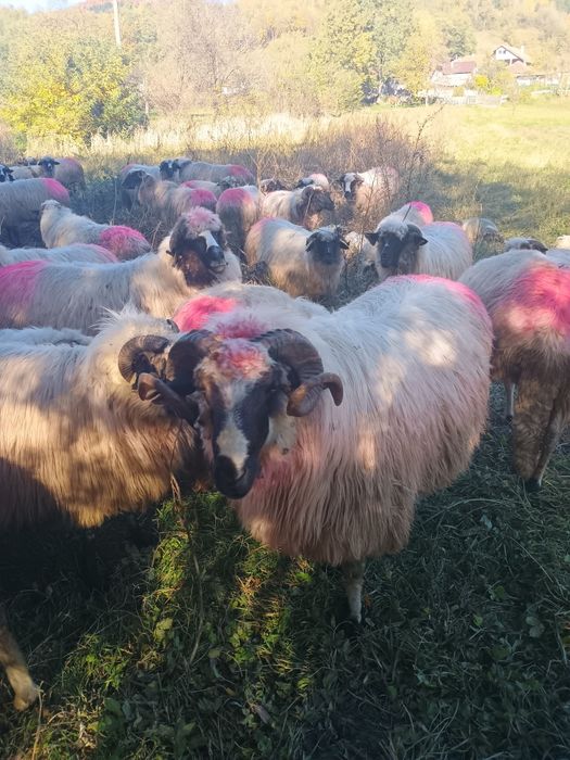 Mior breaz de vânzare