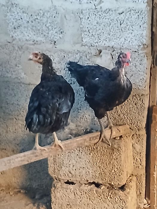 Xo'roz va tovuqlar sotiladi