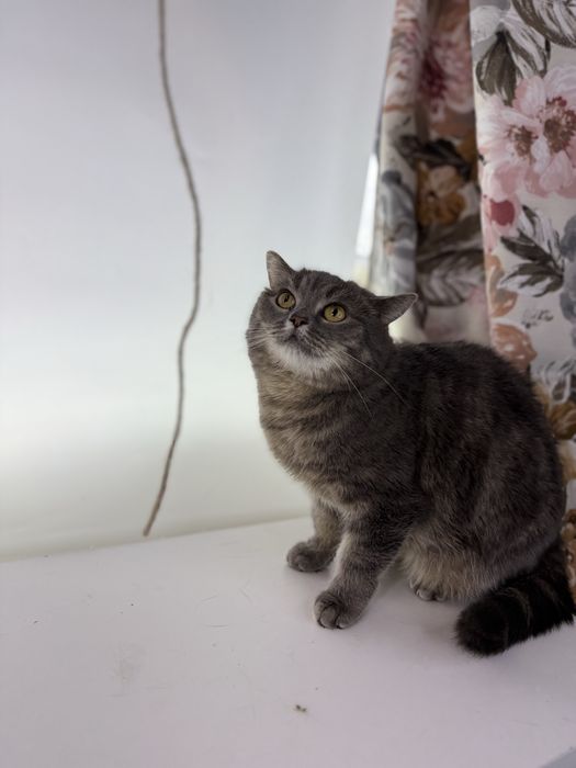 Кошечка БАГИРА ищет семью. Стерилизована