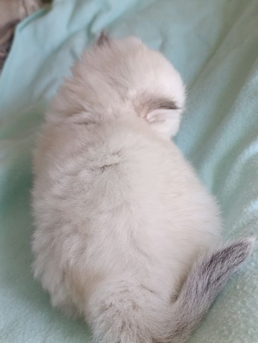 British Longhair  fetite.