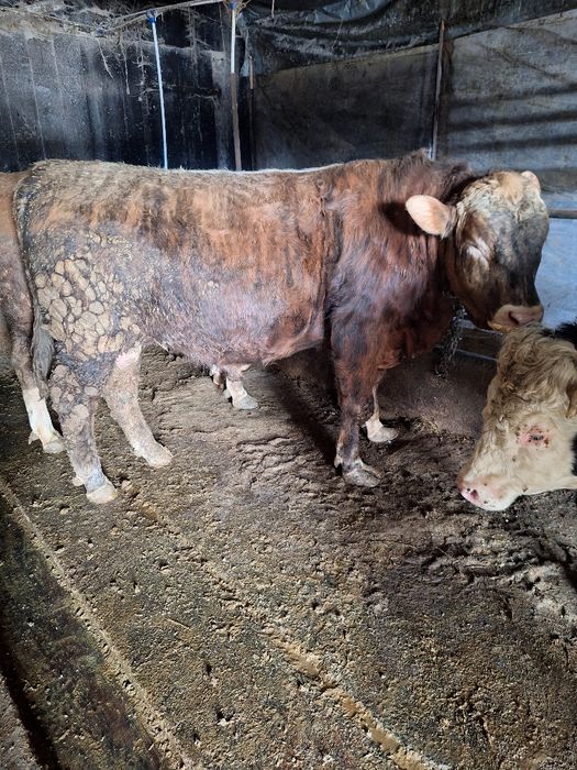 De vânzare doi tauri