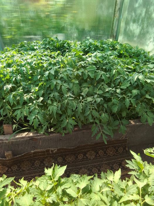 Продам рассаду помидоров, перца.