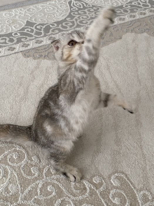 Котёнок Шотландский