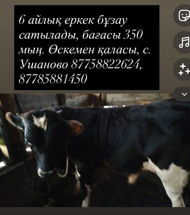 Бузау 6 айлык еркек
