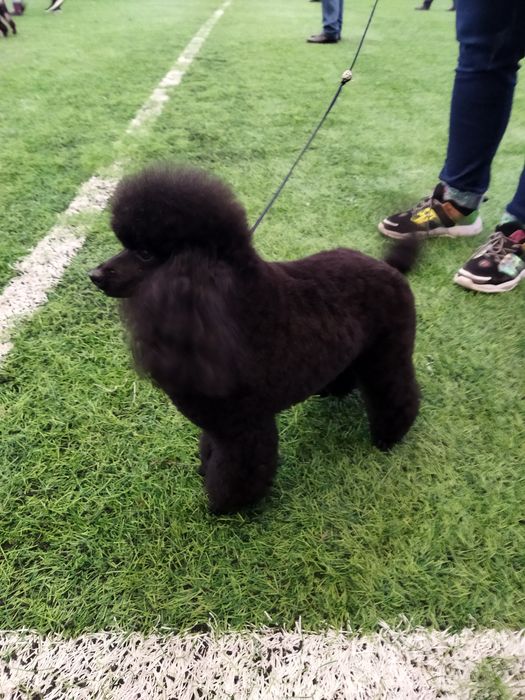 Вязка с Чемпионом Казахстана