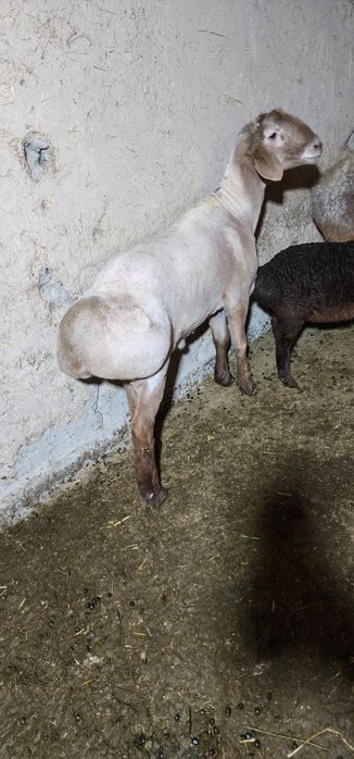 Qochqor sotiladi qoy tish buzmagan hali yirik narsa zotga boqsa ham