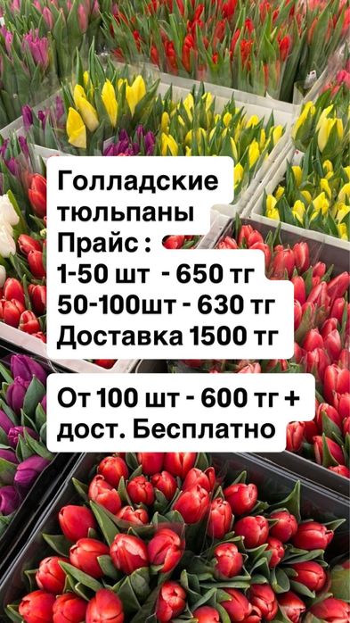 Тюльпаны в городе Костанай