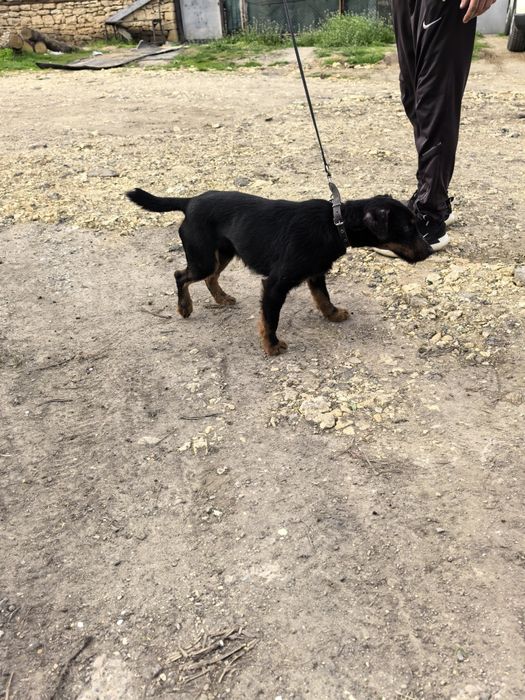 Мъжки Яктериер с  рудословие