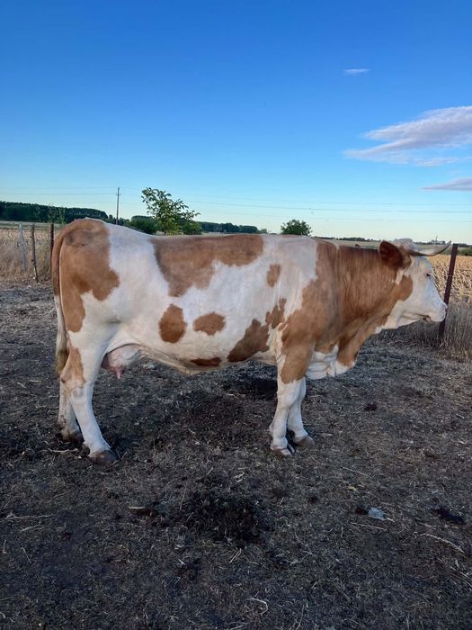 Vaca de vanzare.