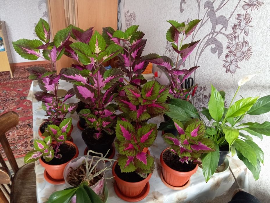 Продается цветок Колиус