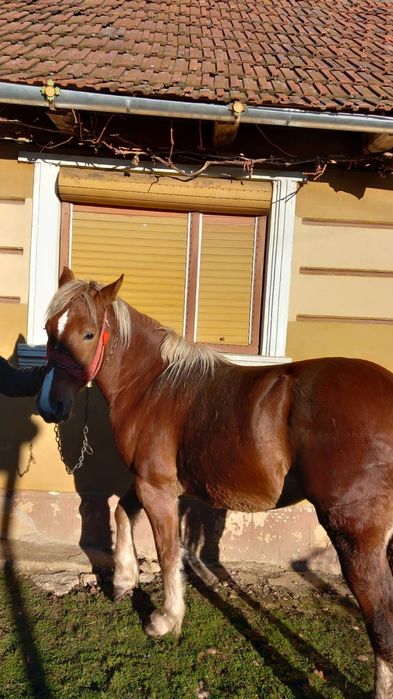 Vand iapa semi-murana de 1an si 7 luni