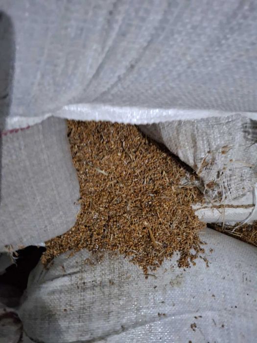 Фураж-метлено семе 0.35ст. за кг.