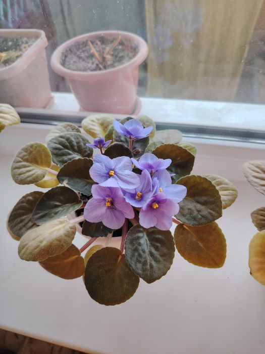 Фиалка продам...