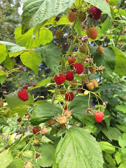 Саженцы Малины Полька