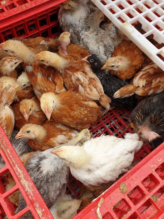 Pui albi de carne si rasa mixta