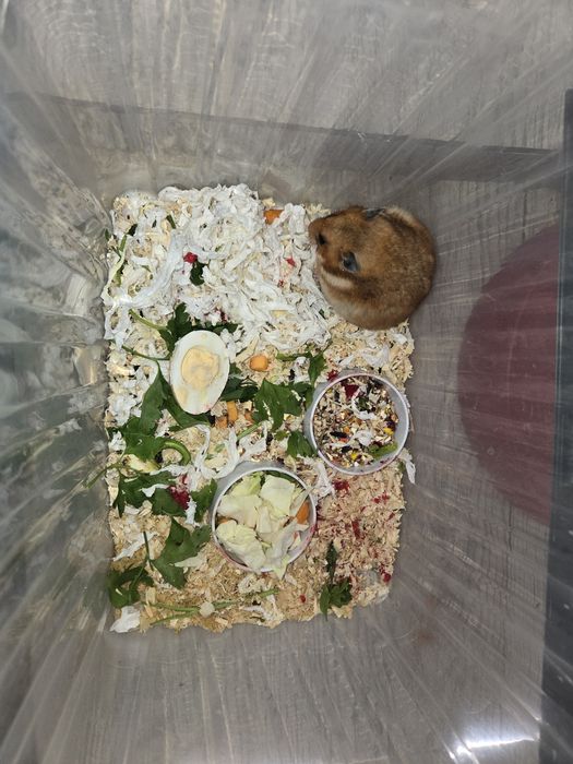Продаётся сирийские хомячки