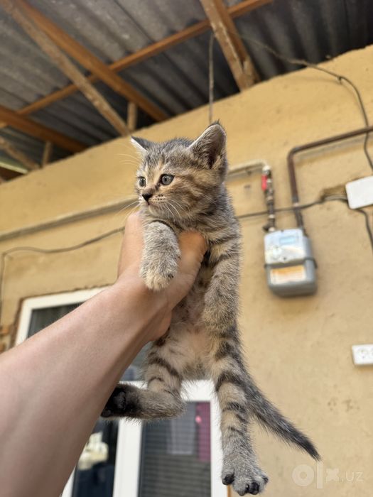 Котятя в добрые руки!