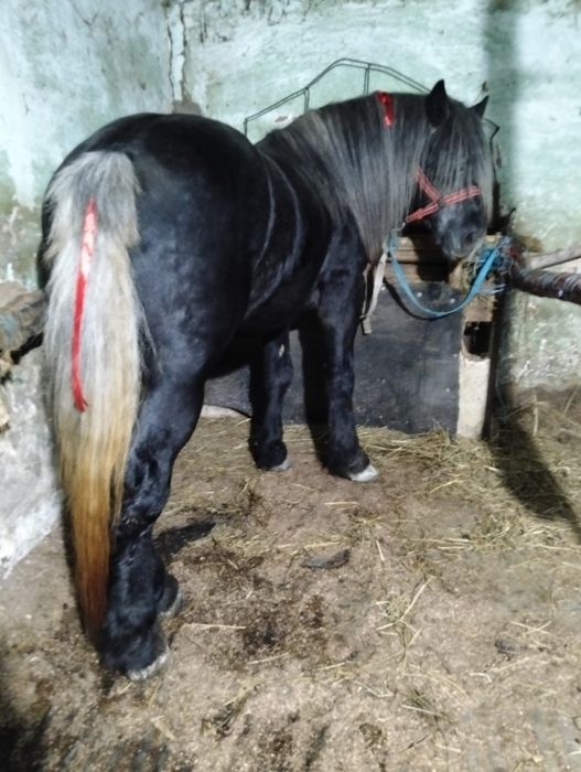 Vand armasar de 3 ani