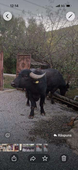 Bivol de vanzare