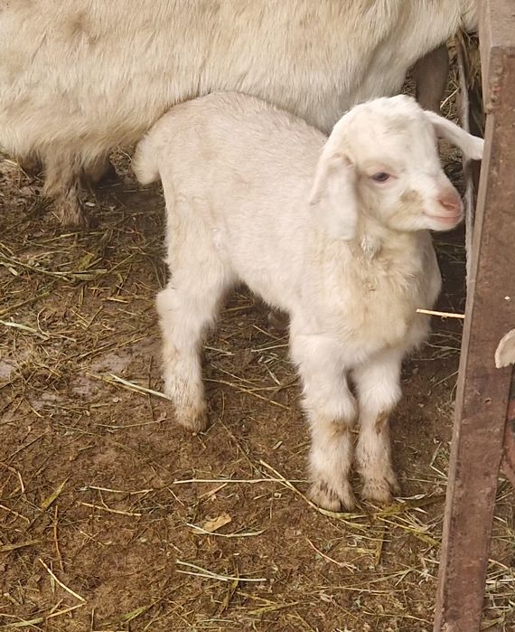 Заеен ешкі лактары сатылады