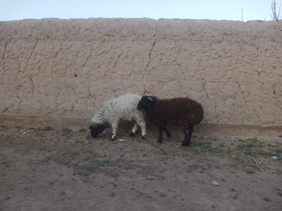 Семыз токты кошкар