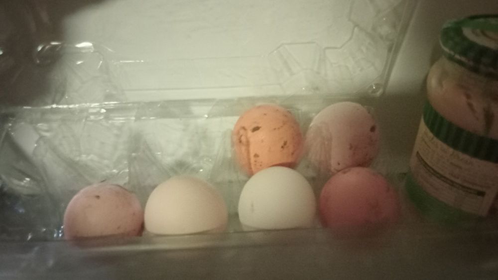 Vănd ouă  si păsări de diferite rase si speci