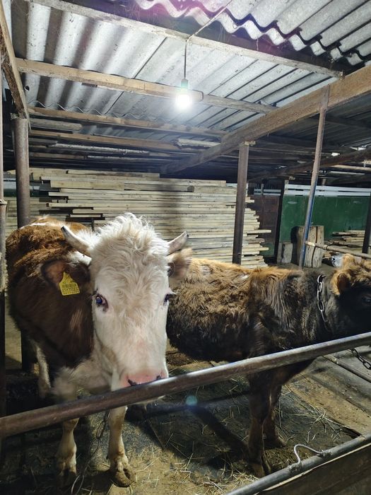 продам откормленных телок