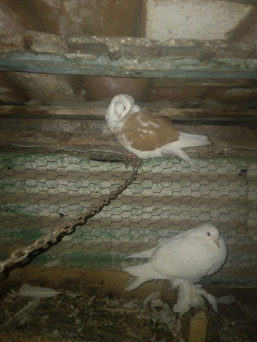 Vând 3 porumbei unul încălțat,unu capucin,si o poștă albă