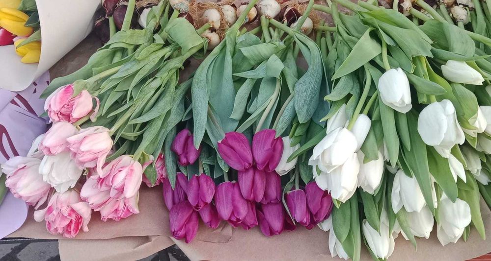 Тюльпаны от производителя