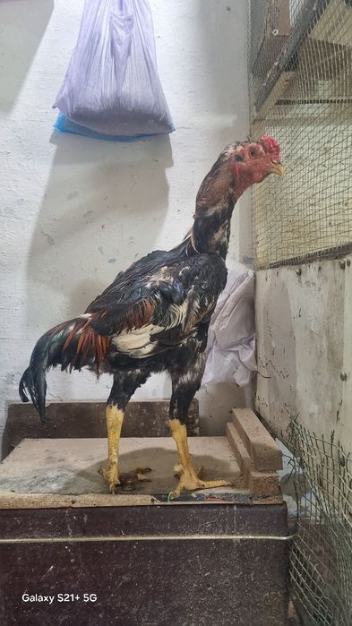 Куланги хурос сотилади
