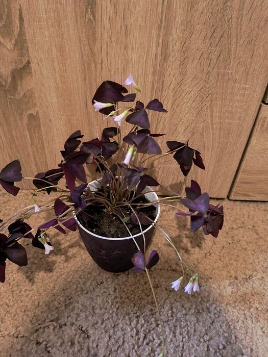 Стайна детелина Оксалис