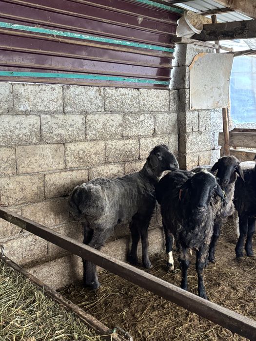 Бараны продам 6шт Туркестан