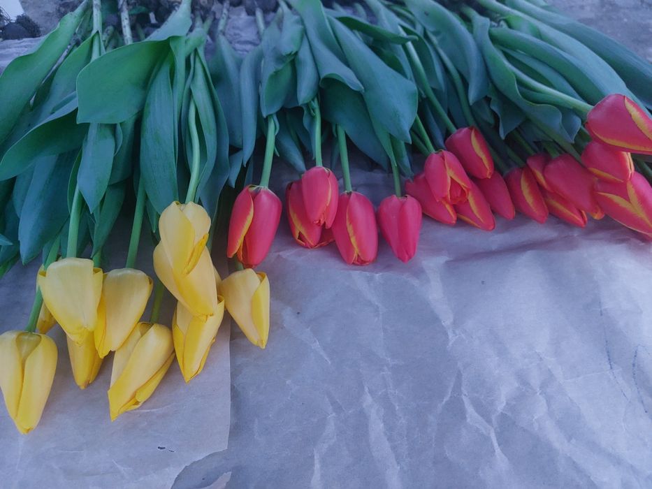 Цветы Тюлпаны оптом и розницу