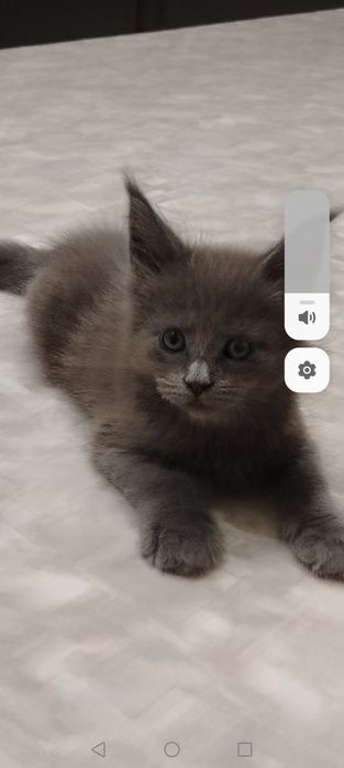 Котёнок Мейн-кун из питомника
