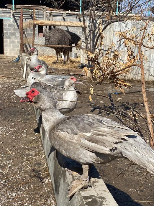 Страусята, Черный африканский страус страусы