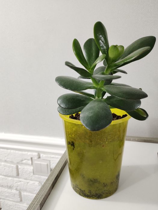 Продается денежное дерево