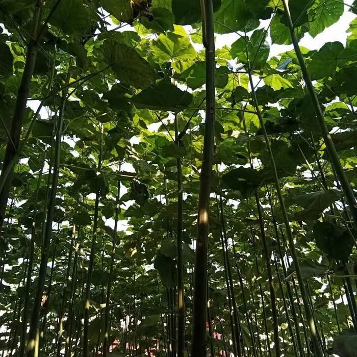 Павлоня кочатлар бор