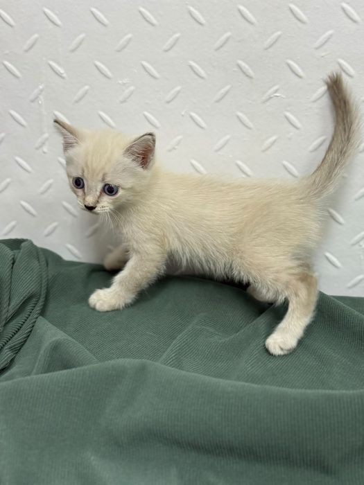 Котёнок ищет дом!