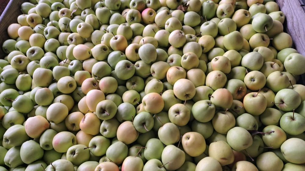 Mere mici – roșii și Golden în lăzi paletizate