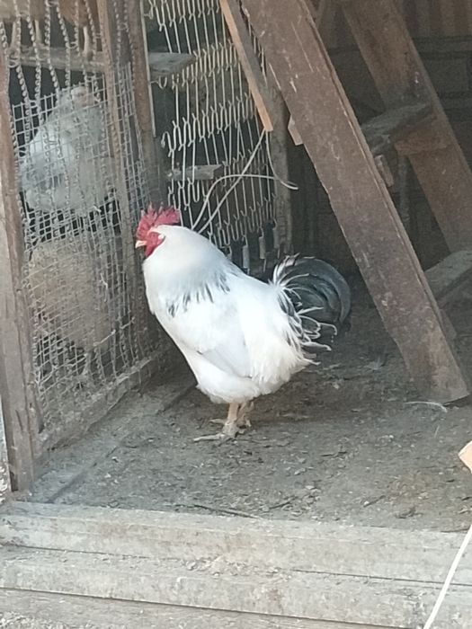 Продам домашнего петушка