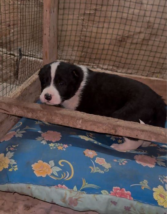 Алабай кушик чемпион кызы