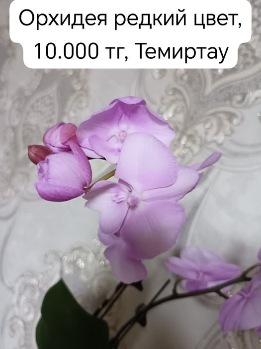 Продам нежного цвета орхидею