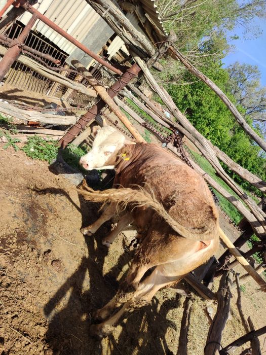 Бука сатылады срочно