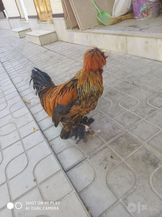 Японча тройка хуроз ва товук