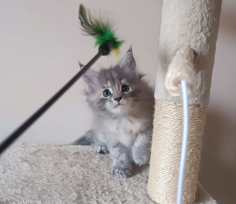 Котенца Мейн Куун