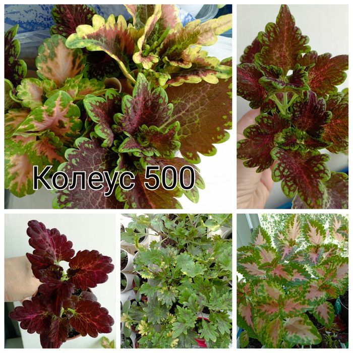 Колеус комнатное и садовое растение