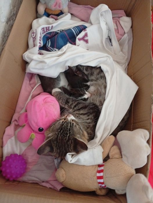 2котёнки 1мамаша