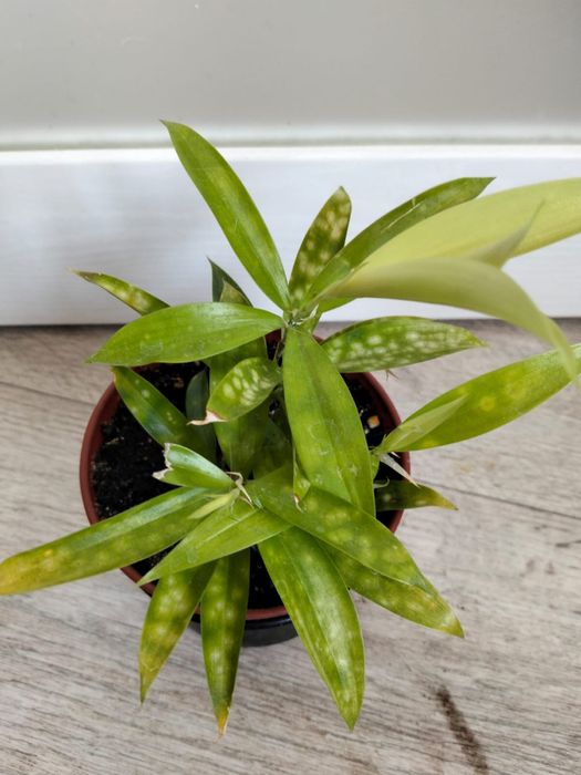 Продаются комнатные цветы от 2000 тенге